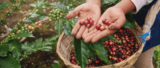 Coffee: A Universal Language of Connection - Merlo Coffee