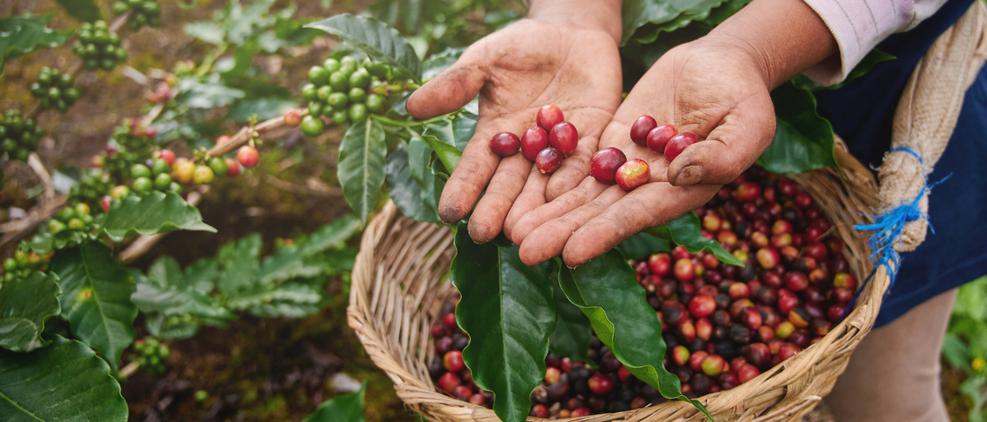 Coffee: A Universal Language of Connection